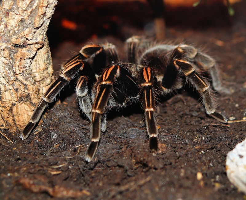 no people, animal hair, nature, close-up, invertebrate, one animal, spider, animal leg, zoology, avicularia avicularia, 2K, animal eye, exotic, terrarium