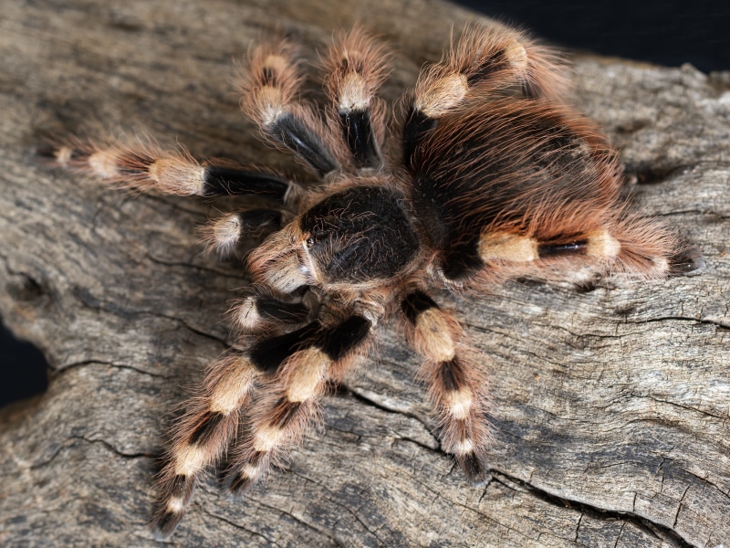 4K, dangerous, pet, poisonous, zoology, animals in the wild, no people, hairy, bite, day, wildlife, one animal, animal leg, spider, arachnid, creepy, invertebrate