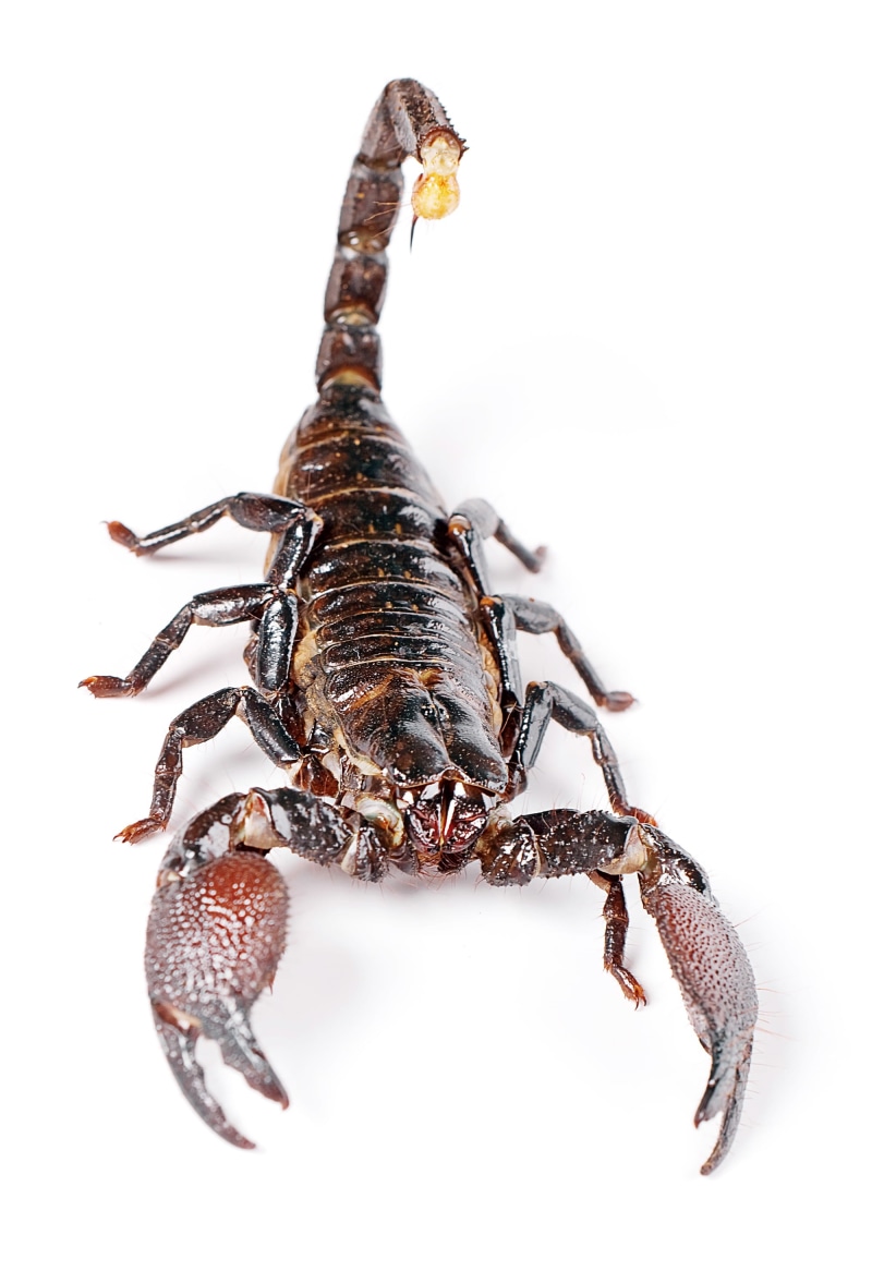 animals in the wild, white, marine, indoors, food and drink, studio shot, tail, animal leg, stinging, white background, animal, studio, background, food