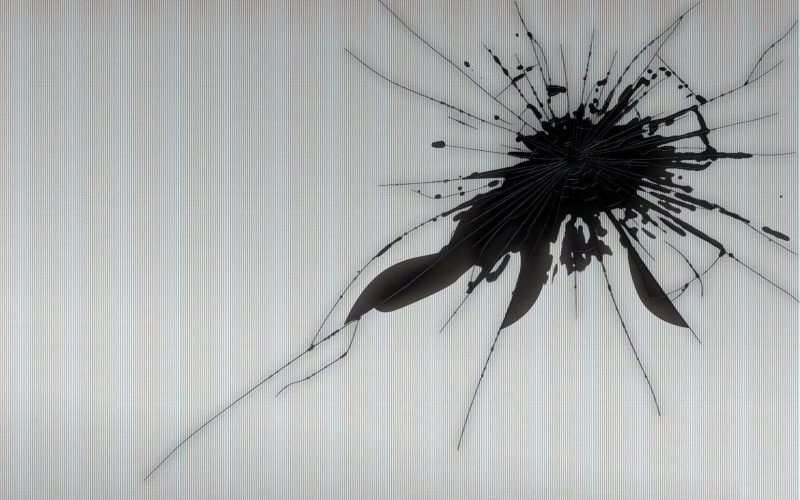 animal wing, one animal, Artistic, close-up, Broken Screen, animal wildlife, Technology, animal themes, day, black color, invertebrate, arthropod, indoors