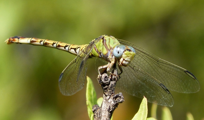 Paragomphus genei, wildlife, macro, insect, 2K, dragonfly, animal, photography, summer, animal Wing, nature, Paragomphus  genei, macro photography, binomial