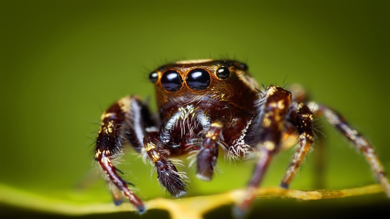 insect, nature, animal themes, no people, zoology, arachnid, close-up, spider, 1080P, brown, plant part, closeup, animal eye, animals in the wild, animals