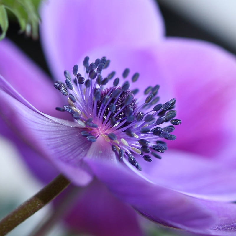 macro, flower, purple, close-up, flower Head, Anémone, blue  flowers, botany, nature, plant, 720P, macro shot, photography, fleur, shot, beauty In Nature