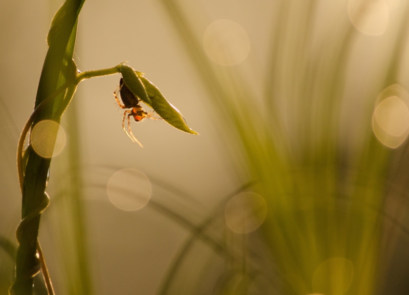 insect, shallow focus, 2K, shallow, green leaf, plant, spider, brown, macro, nature, focus, animal, close-up, photography, leaf, green, brown spider