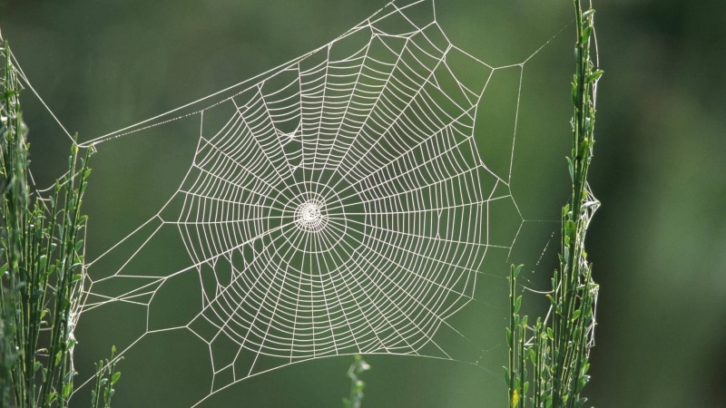 outdoors, plant, animals, no people, animal themes, natural pattern, trapped, focus on foreground, day, green color, intricacy, pattern, nature, close-up