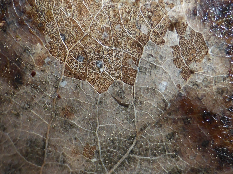 water, close-up, natural pattern, tree, 4K, plant, decoration, flora, tree ring, texture, leaf vein, fragility, plant part, vein, environmental, textured