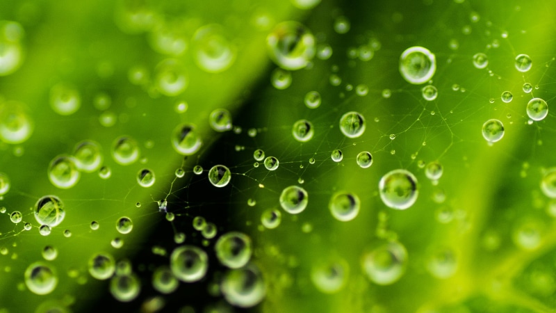 leaf, water droplets, water, abstract, F2.8, wet, time, droplets, nature, 1080P, photo, freshness, rain, grass, green Color, ILCE-7M2, gift of rain, dew