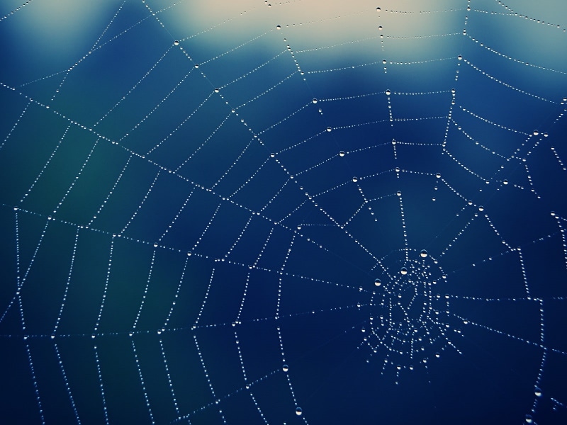 pattern, 720P, fragility, complexity, spider, day, vulnerability, wet, animal themes, close-up, web, full frame, concentric, no people, outdoors, animal