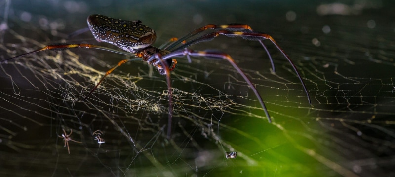 animal themes, spider web, spider, fragility, no people, spiderwebs, arachnid, invertebrate, outdoors, one animal, arthropod, day, complexity, animals in the wild