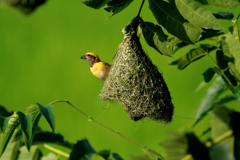 finch, one animal, close-up, yellow, branch, nature, droplet, bird, nest, perching, green color, spider web, canary, plant part, no people, bayaweaverbird