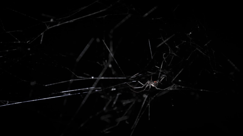 arachnophobia, drop, focus on foreground, fragility, terror, night, darkness, nature, dark, outdoors, red, broken, water, back, no people, scary, plant