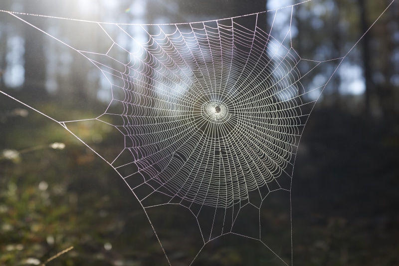 web, forest, trapped, intricacy, fragility, day, outdoors, pattern, complexity, the fog, close-up, no people, animal, beauty in nature, nature, natural pattern