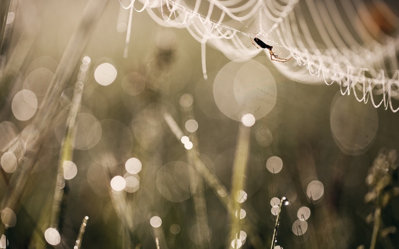 insect, spider, spiderwebs, macro, animals, 1080P