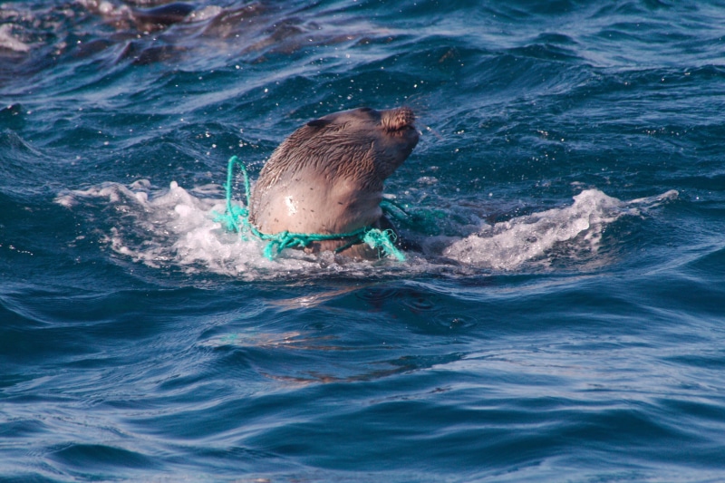sea, swimming, animal themes, day, waste, underwater, lion, motion, ecology, sea life, animal wildlife, aquatic mammal, animal, outdoors, Environment, one animal