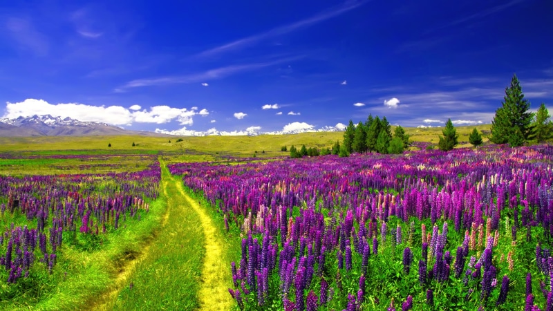 flower, agriculture, rural scene, field, beauty in nature, no people, 4K, springtime, summer, purple, flowering plant, environment, land, saturated color