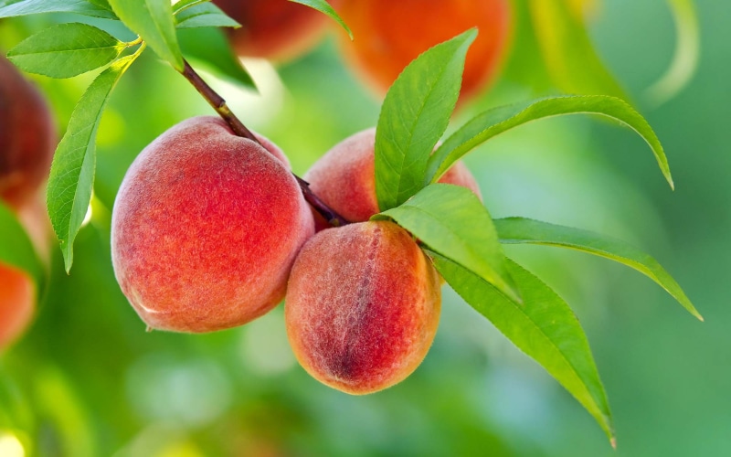 outdoors, healthy eating, juicy, focus on foreground, melocotones, branch, leaf, naturaleza, growth, nature, frutas, no people, wellbeing, close-up, 1080P