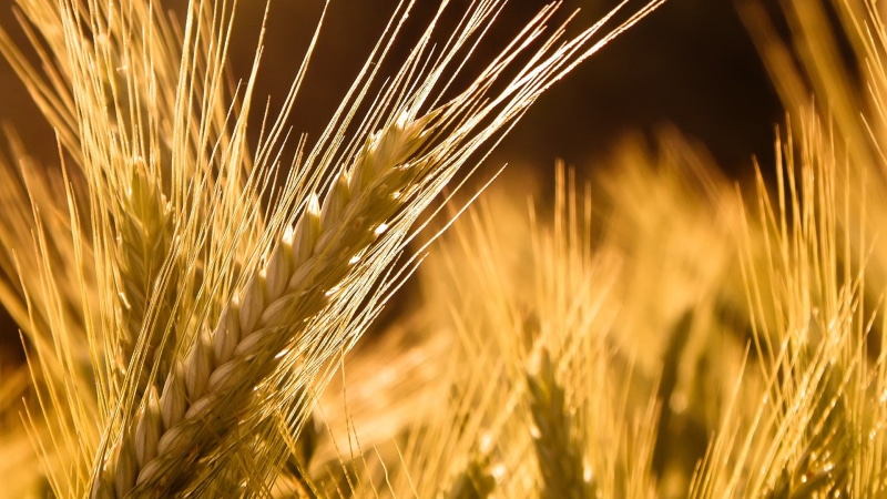 agriculture, crop, 1080P, ripe, sky, cereal Plant, yellow, harvesting, nature, saturated color, cultivated, non-Urban Scene, farm, photography, landscape