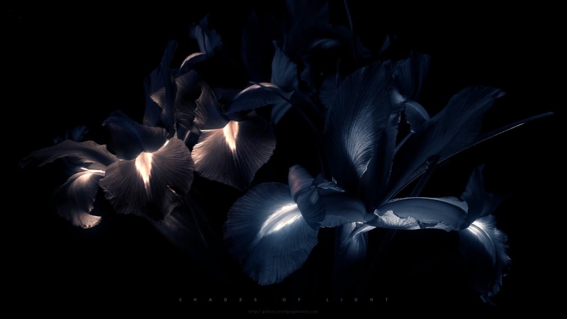 black, indoors, petal, vertebrate, blue, night, large group of animals, animal themes, animals in the wild, close-up, neon, bird, marine, creativity, studio shot