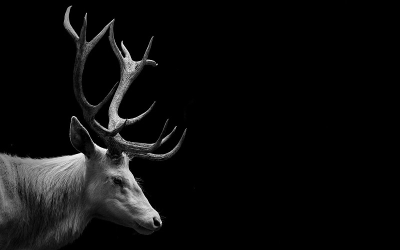 indoors, animal themes, herbivorous, animal wildlife, close-up, 1080P, animal body part, animals in the wild, white, nature, wildlife, mammal, animal head
