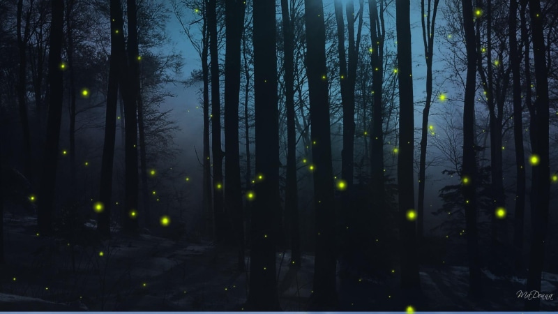 woods, 1080P, dark, 3d and abstract, forest, firefly, firefox persona, widescreen, trees, blue, night, fireflies, nights