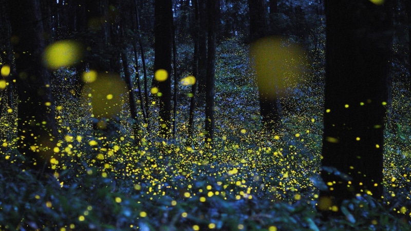 season, shiny, leaf, beauty In Nature, water, forest, multi Colored, day, tree trunk, glowing, weather, vibrant Color, wet, raindrop, green Color, fireflies