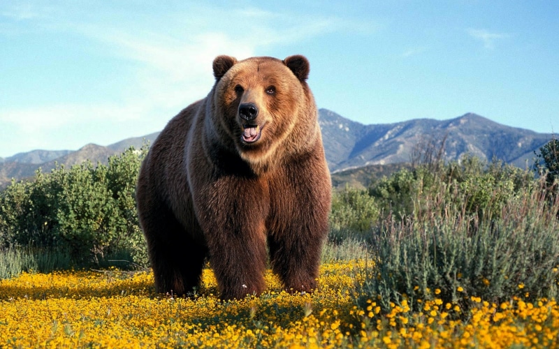 amazing, grizzly, 1080P, bear