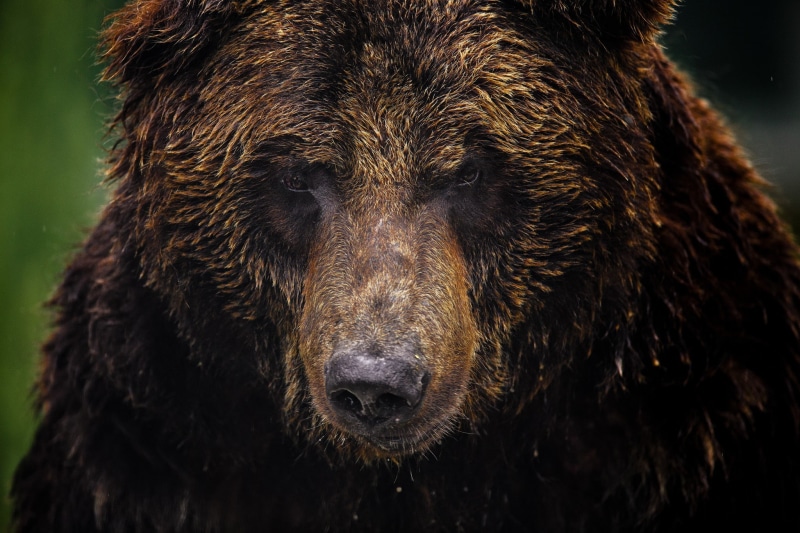 grizzly, muzzle, background, Grizzly Bear, 1080P, bear