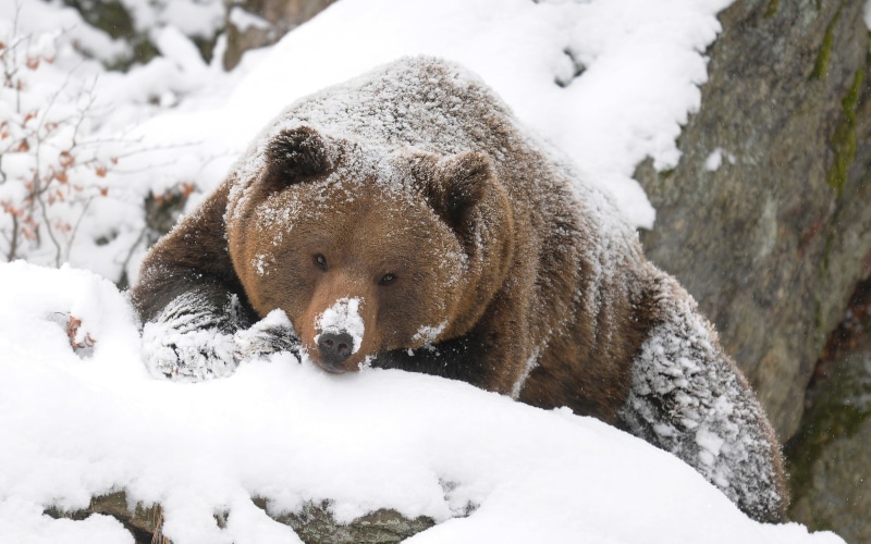 animals, 2K, snow, brown, grizzly, hd, bear