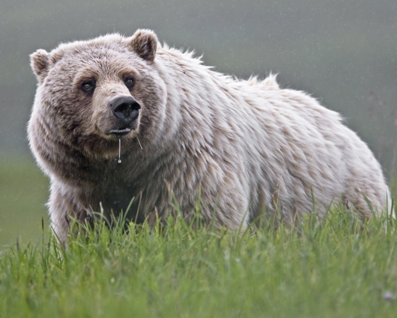 daytime, 2K, mammal, Denali  National  Park, grizzly, nature, bear, Grizzly  Bear, field, animal, brown, wildlife, brown Bear, grass, Alaska, carnivore