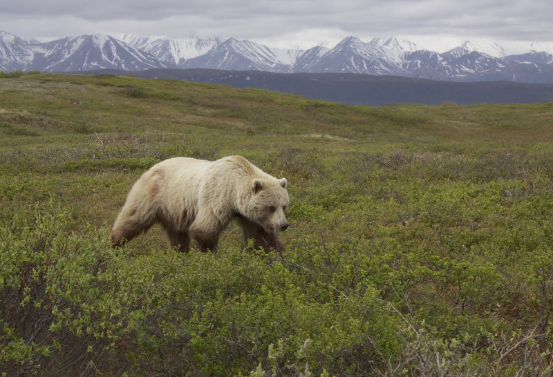 com, grass, bear, Instagram, Ursus arctos, ssp, grizzly, gray, mammal, field, 4K, ursus, wildlife, nature, mountain, arctos, Grizzly Bear, near, animal