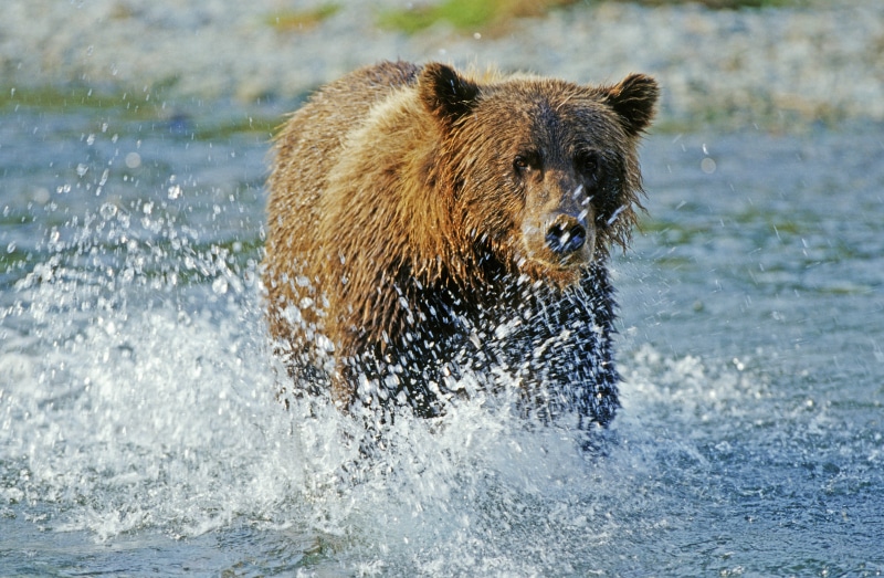 wet, danger, bear, alaska - Usa State, 5K, river, outdoors, vertebrate, mammal, brown, one animal, animals In The Wild, brown Bear, day, carnivore, wildlife