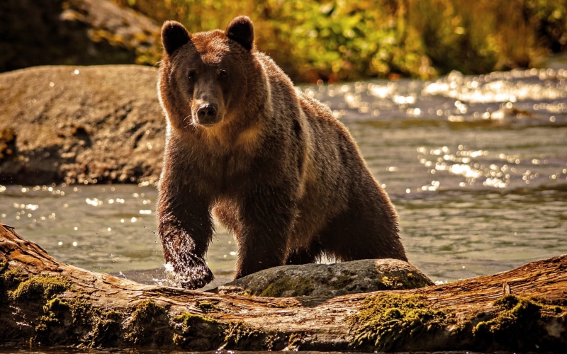 hd, bear, animals, grizzly, 2K