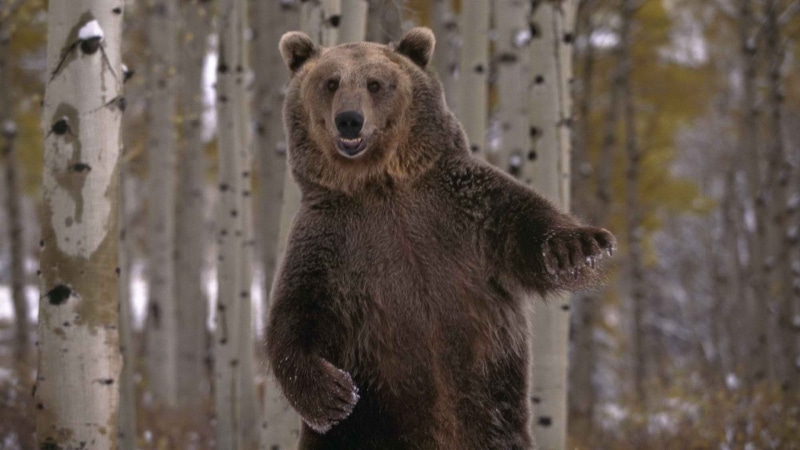 dance, brown, grizzly, bear, animals, 1080P, hd