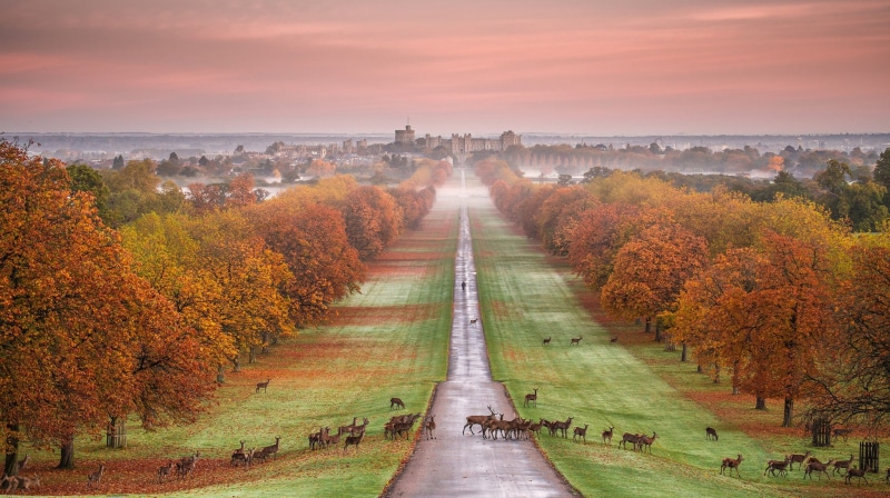 Windsor castle, panorama, autumn, fog, deer, jevonte, 1080P, Park, England
