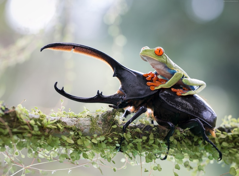 frog, macro, 2K, Stag beetle