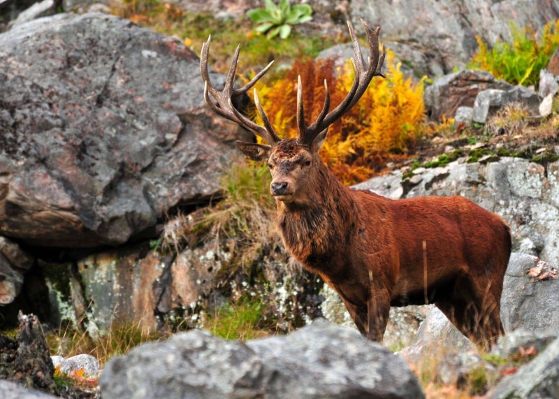 mammal, formation, animal themes, red, animals in the wild, fall, rock - object, fur, nature, rock, antler, autumn, animal, one animal, stag, deer, land