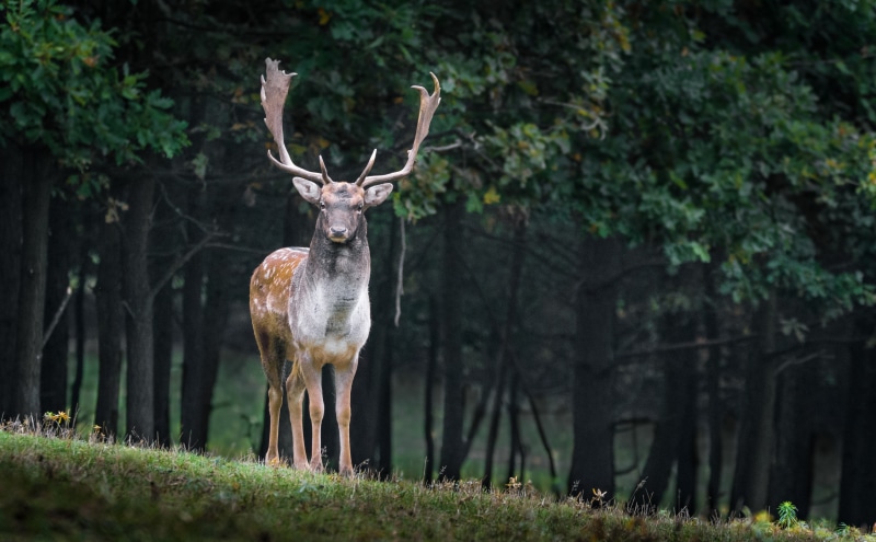 no people, 5K, brown, animals in the wild, Stag, Deer, herbivorous, Wild, plant, outdoors, Male, nature, Animal, one animal, woodland, Animals, animal wildlife