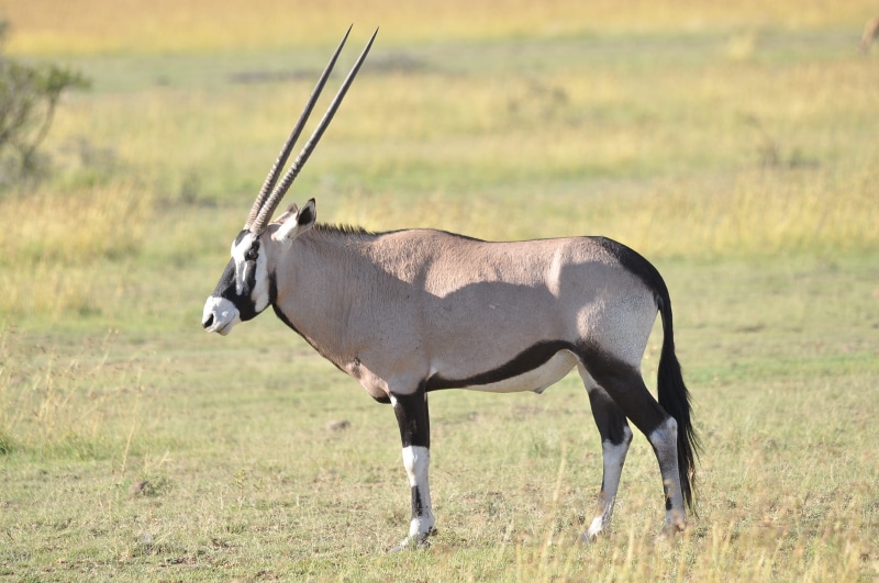 focus on foreground, profile view, day, sunlight, wildlife, plant, natural, antelope, oryx, mammal, wild, landscape, standing, field, safari, 2K, animals in the wild