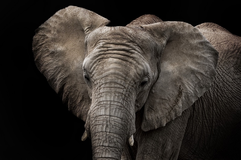nature, vertebrate, black background, animal themes, closeup, animals in the wild, mammal, one animal, african elephant, animal trunk, animal wildlife