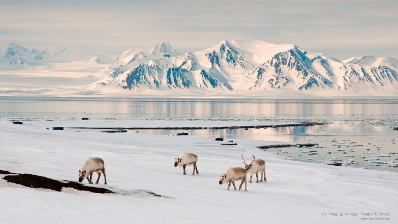 norway, reindeer, 2K, Winter, spitzbergen, svalbard