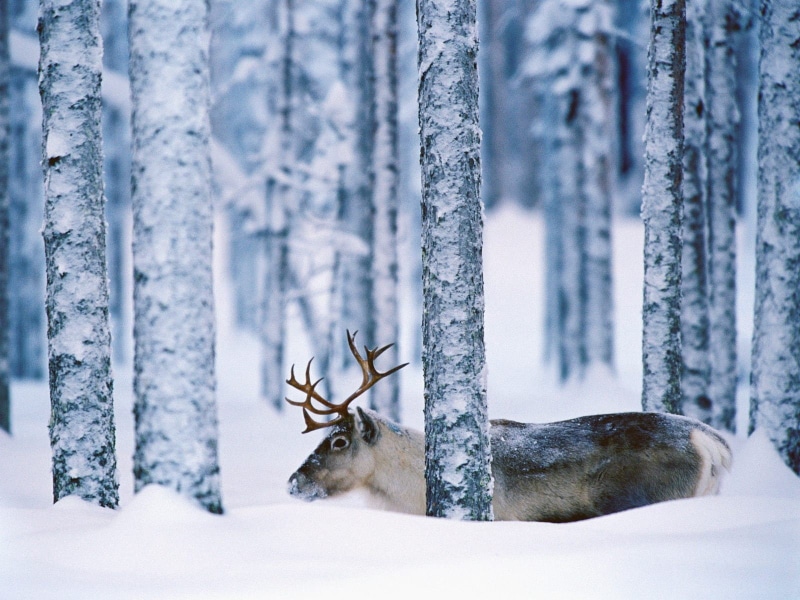 animal wildlife, mammal, snow, animals, forest, 720P, nature, snowing, landscape, one animal, deer, tree, trees, animal, antler, cold temperature, reindeer