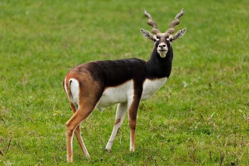 animal themes, mammal, land, outdoors, animals In The Wild, field, horned, nature, day, portrait, herbivore, horns, cervicapra, wild Animals, horn, male