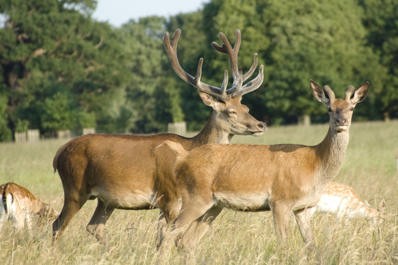 antler, two, shallow focus, reindeer, mammal, shallow, nature, richmond  park, field, photography, green grass, stag, green, standing, grass field, 4K