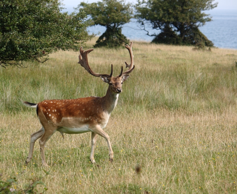 animal themes, land, herbivorous, Romsø, animal, mammal, running, grass, national Park, denmark, expensive, stag, wildlife, one animal, africa, plant, animals In The Wild
