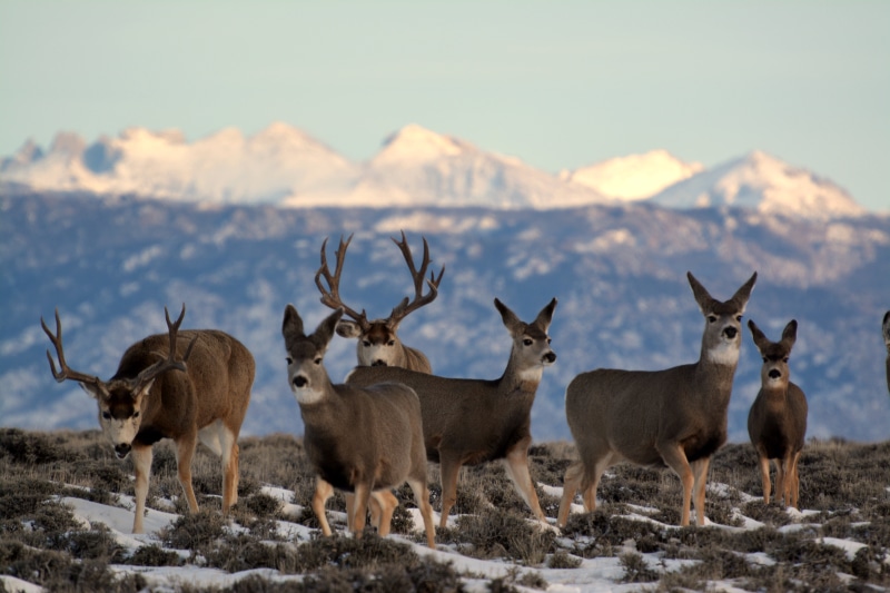 5K, mammal, daytime, deer, animals, brown, blue, outdoors, Bureau of Land Management, antler, herd, Mesa, sky, blue sky, BLM, animal, landscape, wildlife