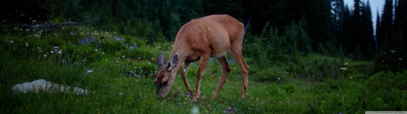 deer, tree, grass, one animal, forest, animal themes, domestic animals, animals, animals in the wild, vertebrate, green color, mammal, animal wildlife