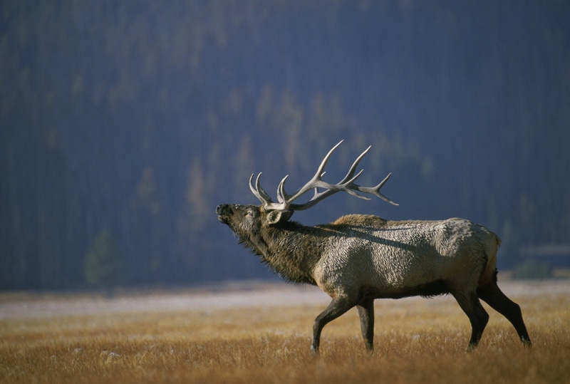 walmart, animal, wildlife, Bugling, antler, green business, Bull, horned, grass, Elk, green  green, 1080P, brown, daytime, green design, nature, Arkansas