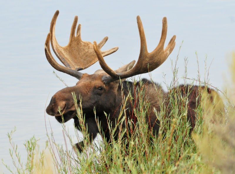 Bull Moose, nature, wildlife, mammal, USFWS, refuge, national, horned, Nature  Conservation, animal, NWR, green plants, antler, bull, seedskadee, Seedskadee National Wildlife Refuge