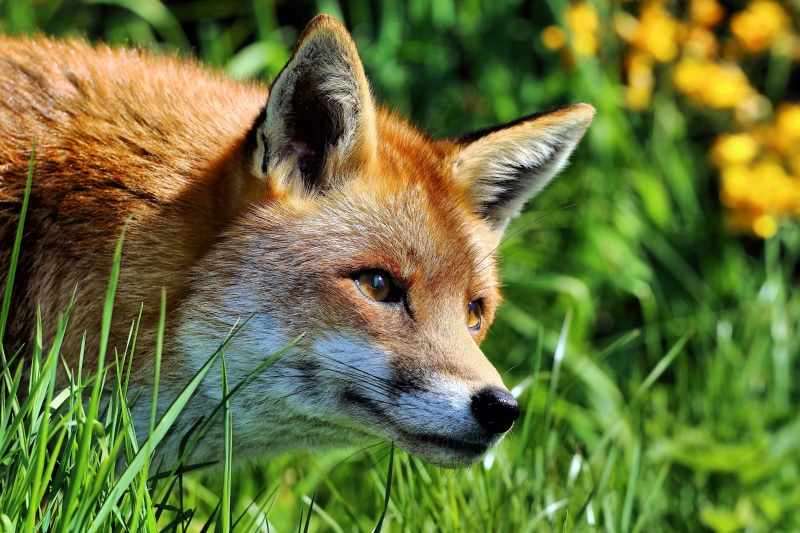 black, canine, black Fox, 2K, one Animal, outdoors, British Wildlife Centre, brown, red Fox, carnivore, grass, fox, animal, mammal, grasses, nature, animals In The Wild