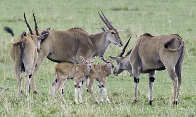 barbaric, animal wildlife, animal family, impala, green, brown, no people, animal, herd, safari, mammal, reserve, legged, plant, grassland, wildlife, standing